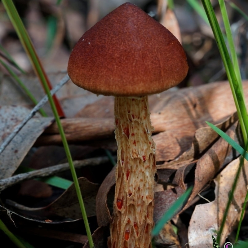 Austroboletus lacunosus