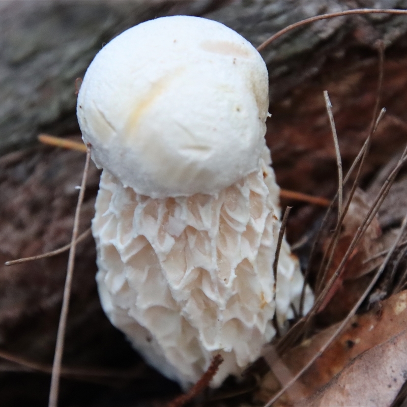 Austroboletus lacunosus