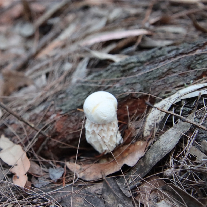 Austroboletus lacunosus