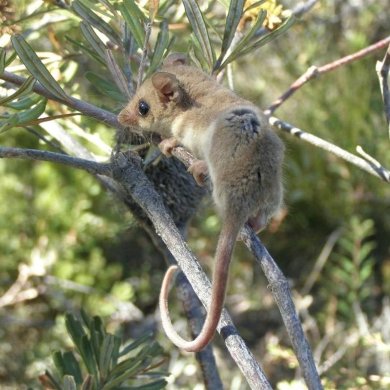 Cercartetus concinnus