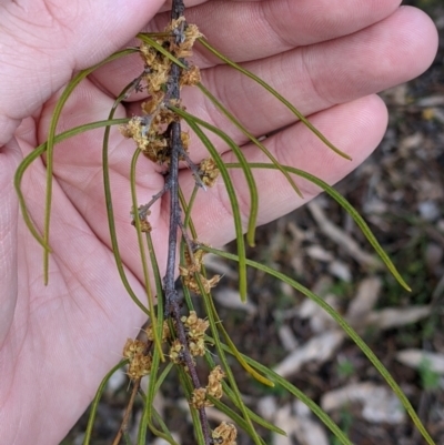 Acacia phasmoides