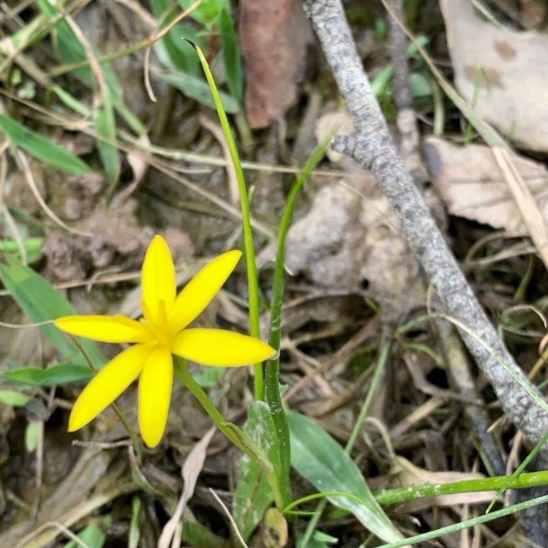 Pauridia glabella