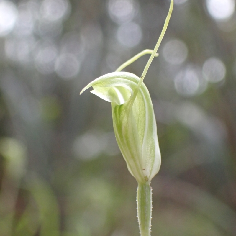 Diplodium nanum (ACT) = Pterostylis nana (NSW)