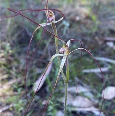 Caladenia flaccida