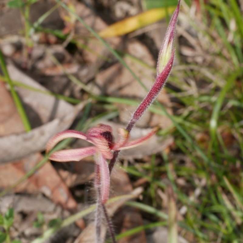 Caladenia cardiochila