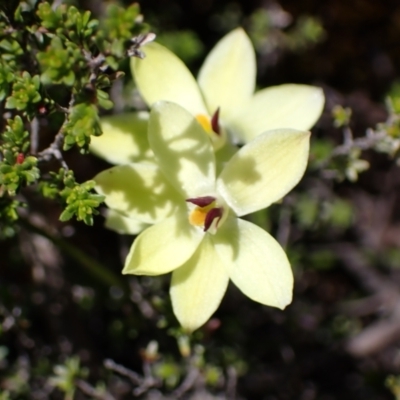 Thelymitra antennifera