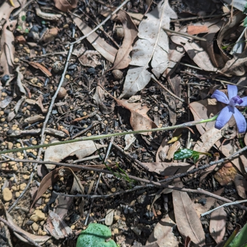 Pheladenia deformis