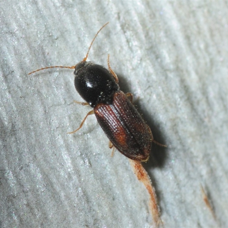 Austrocardiophorus sp. (genus)