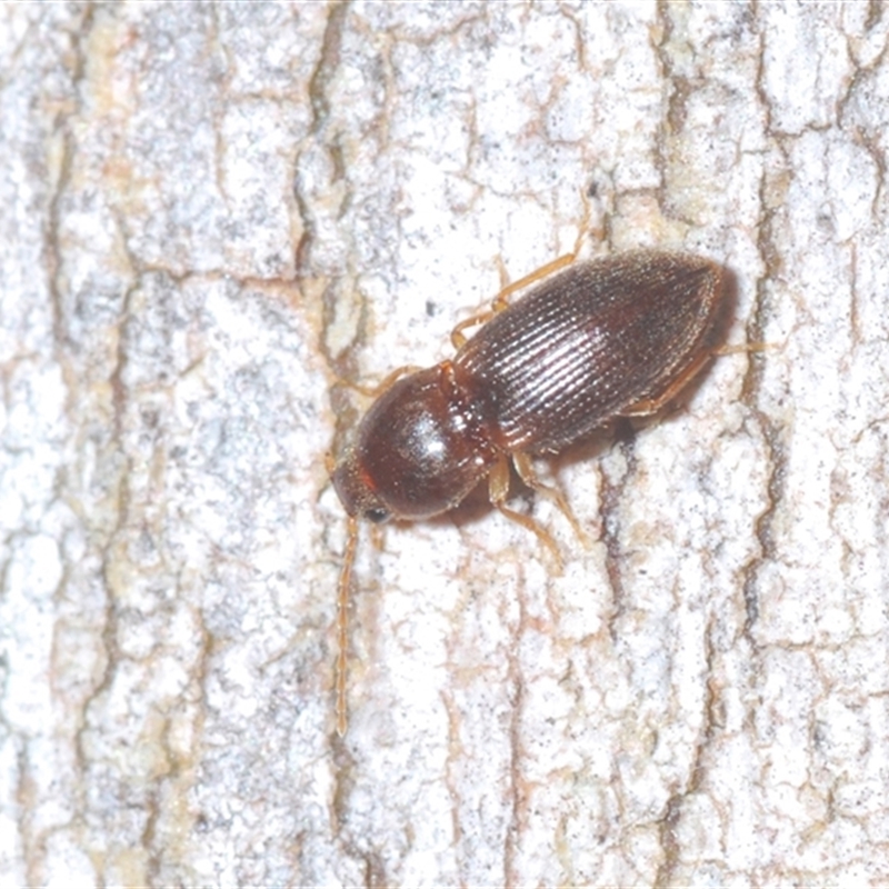 Austrocardiophorus sp. (genus)