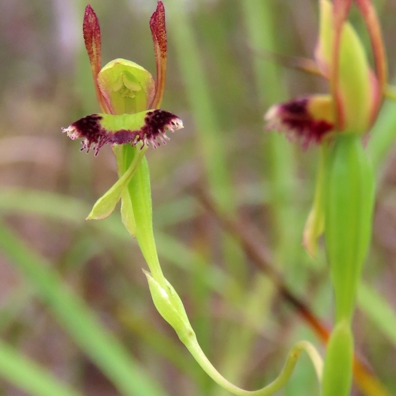 Leporella fimbriata