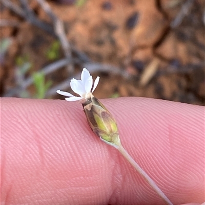 Rhodanthe stricta