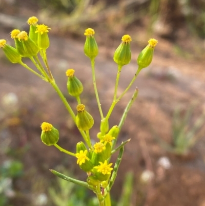 Senecio glossanthus