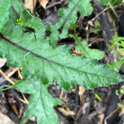 Senecio picridioides