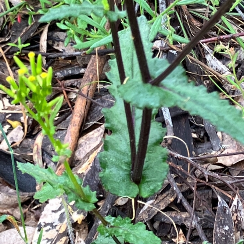 Senecio picridioides