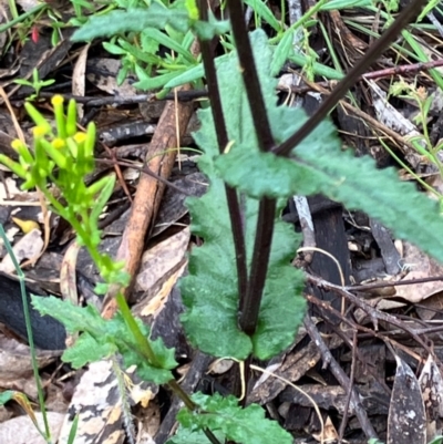 Senecio picridioides