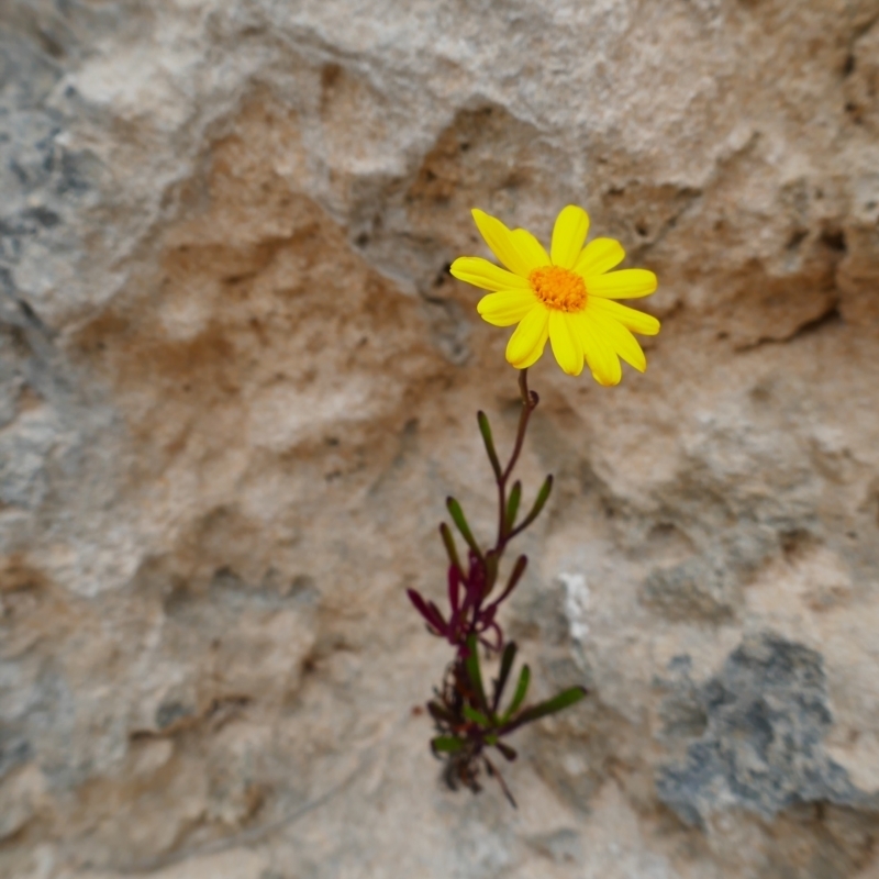 Senecio spanomerus