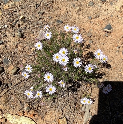 Minuria leptophylla