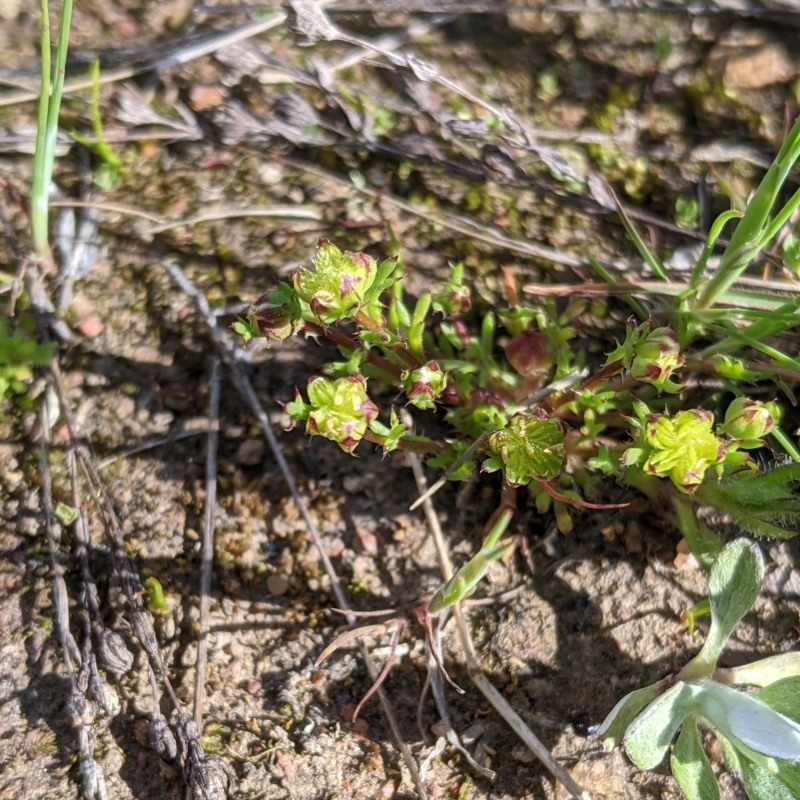 Brachyscome perpusilla