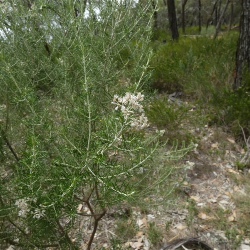 Cassinia laevis