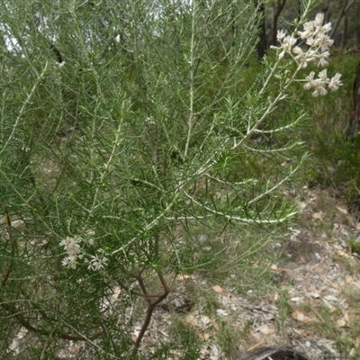 Cassinia laevis