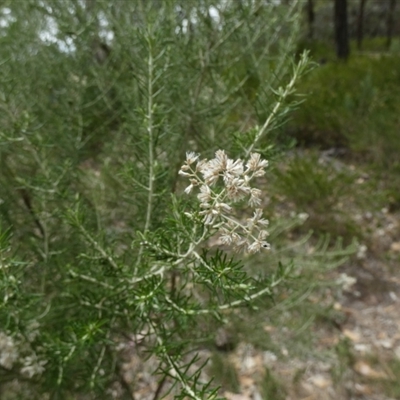 Cassinia laevis