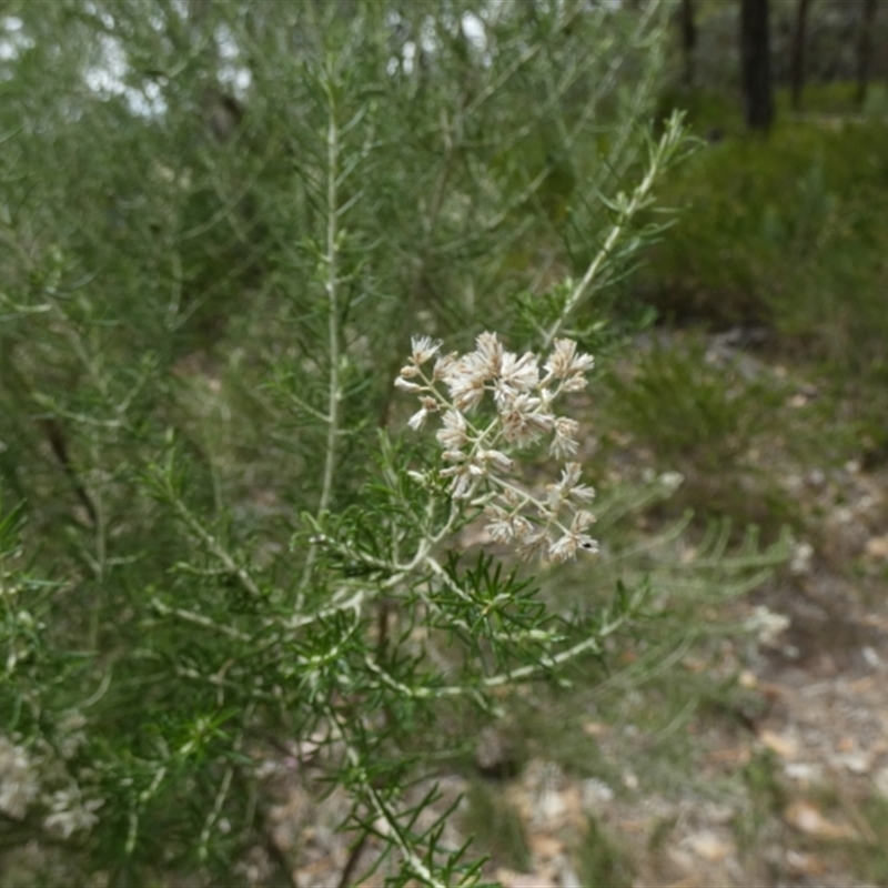 Cassinia laevis