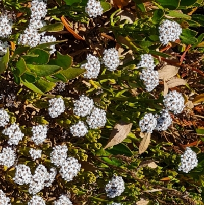 Ixodia achillaeoides