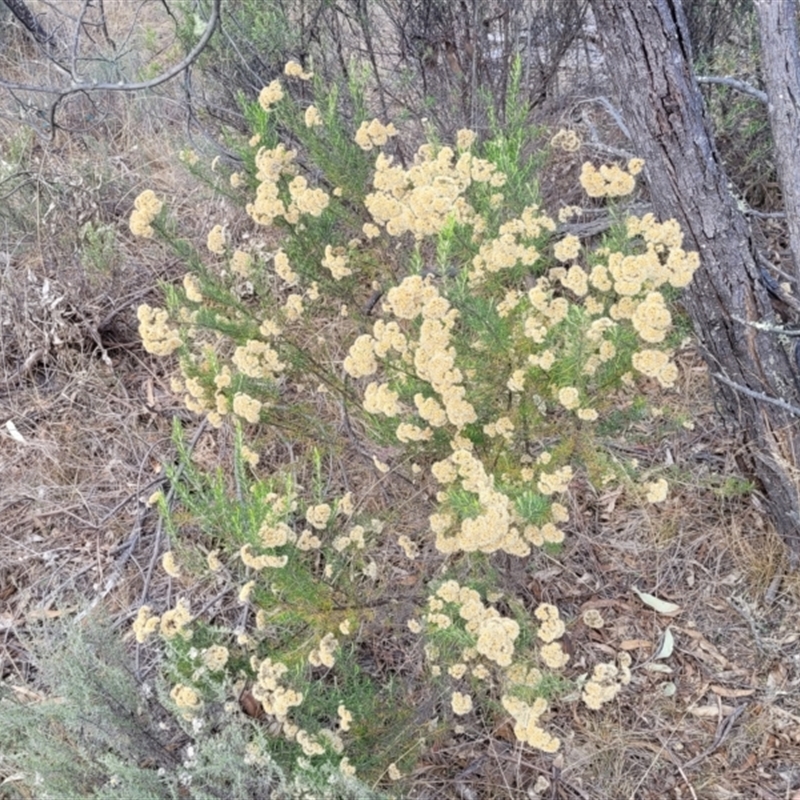 Cassinia arcuata