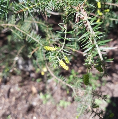 Acacia verticillata subsp. ovoidea