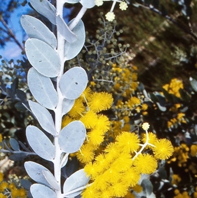 Acacia podalyriifolia