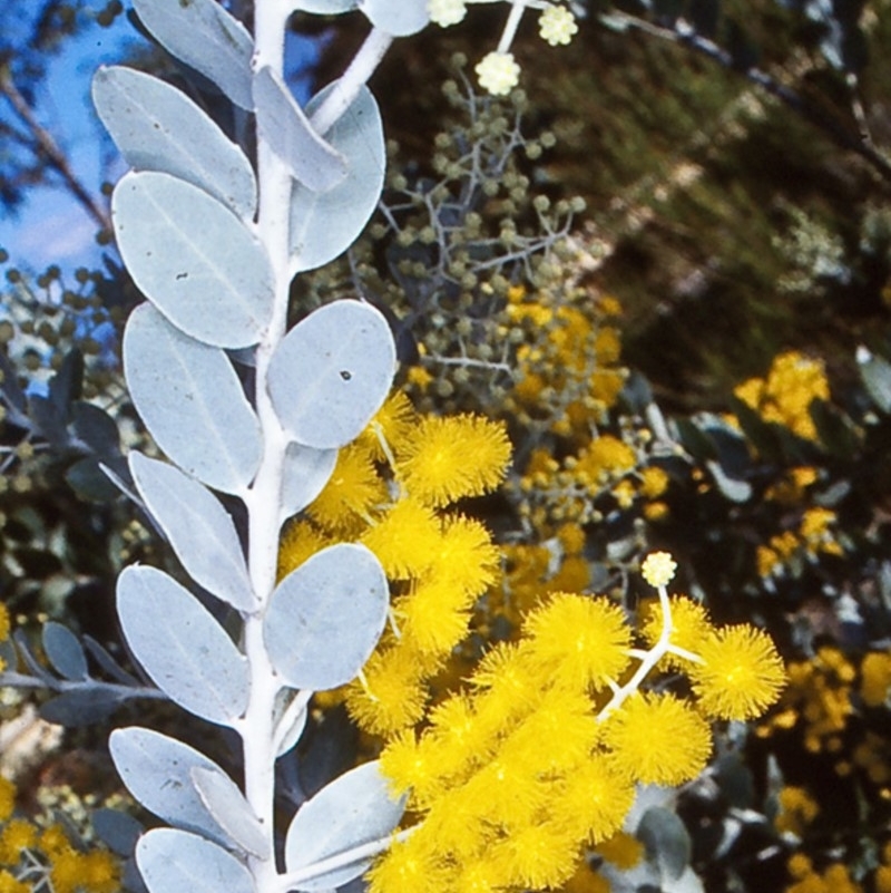 Acacia podalyriifolia