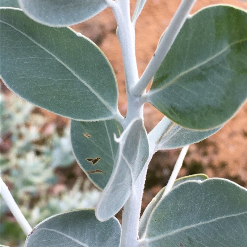 Acacia podalyriifolia