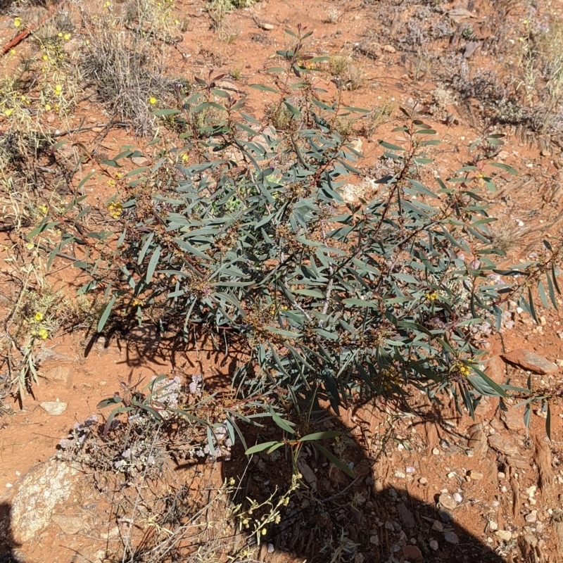 Acacia notabilis