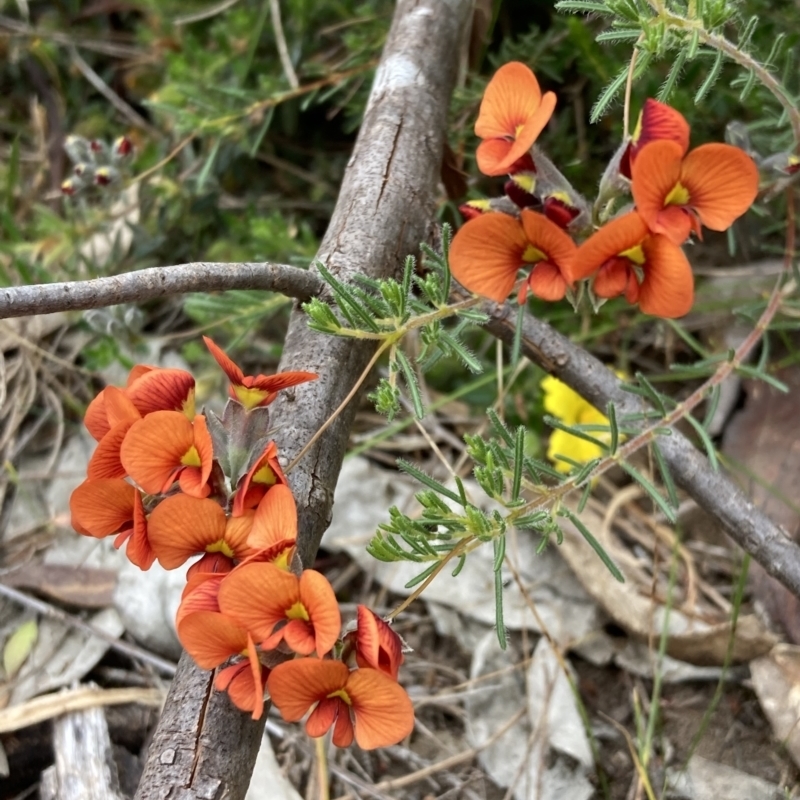 Dillwynia hispida