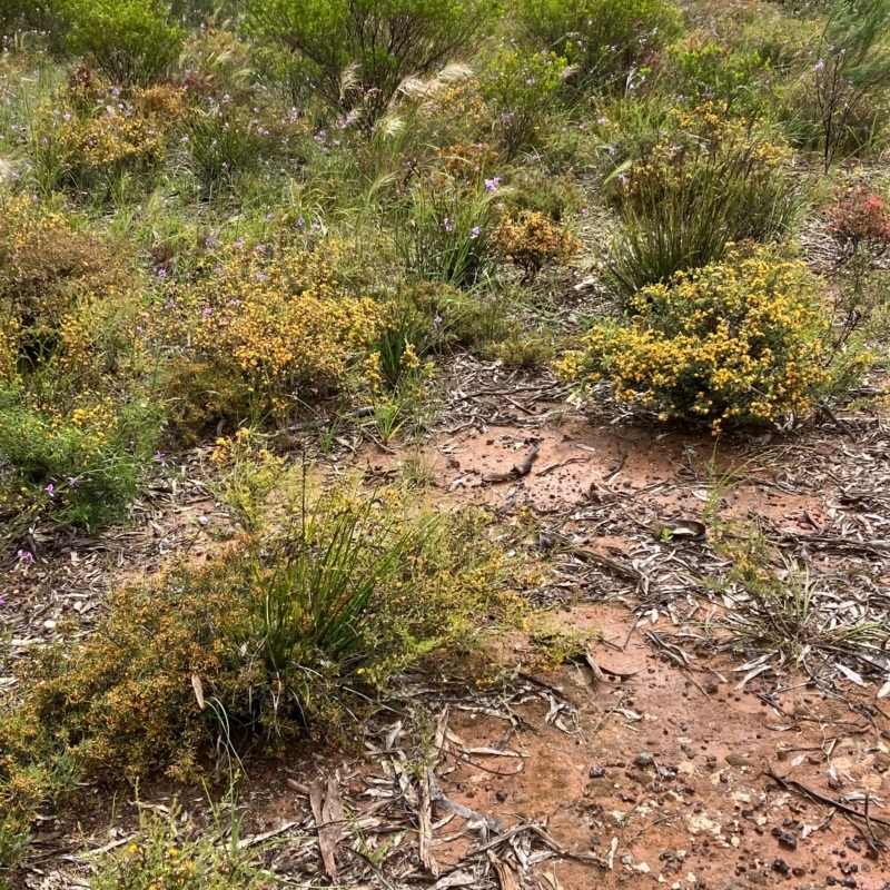 Pultenaea largiflorens