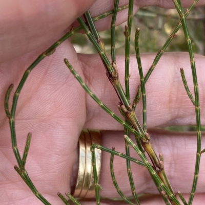 Allocasuarina muelleriana