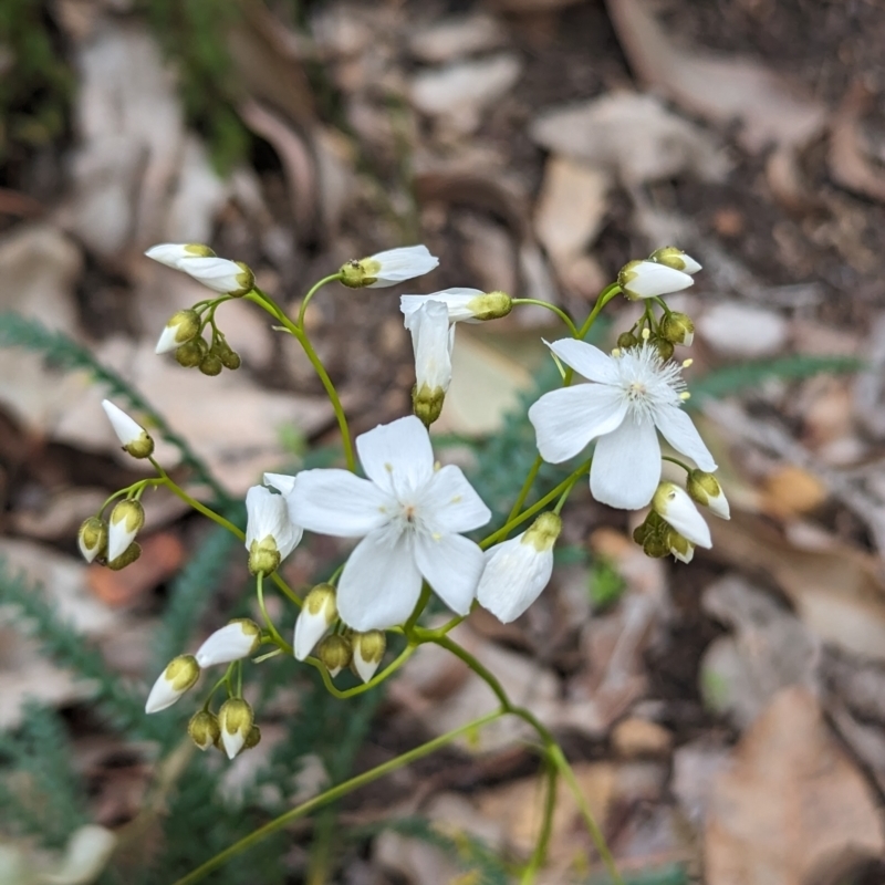 Drosera macrantha