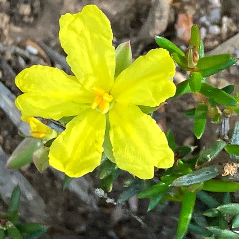 Hibbertia exutiacies