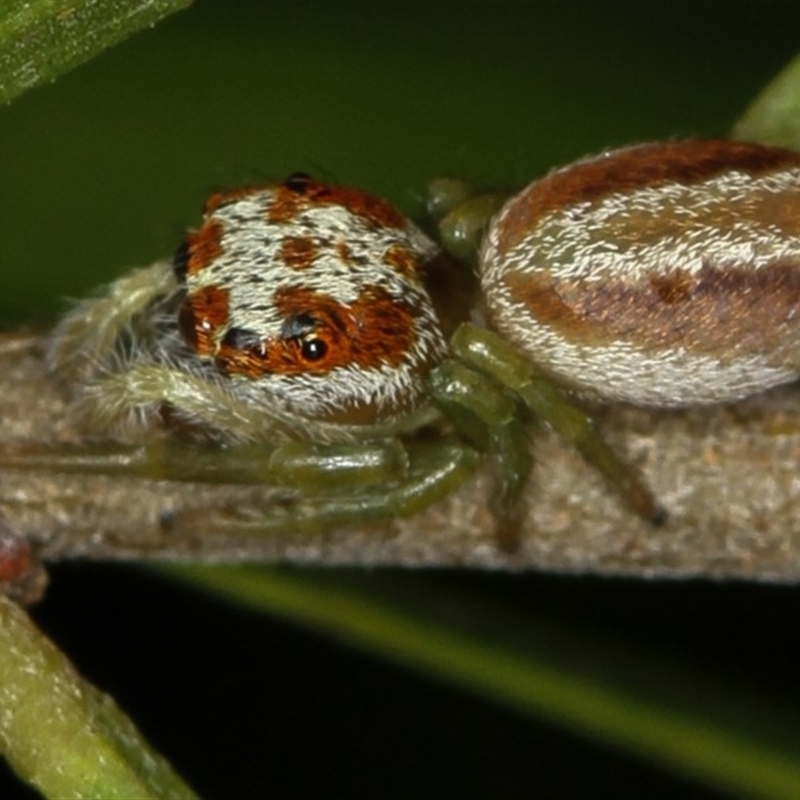 Opisthoncus abnormis