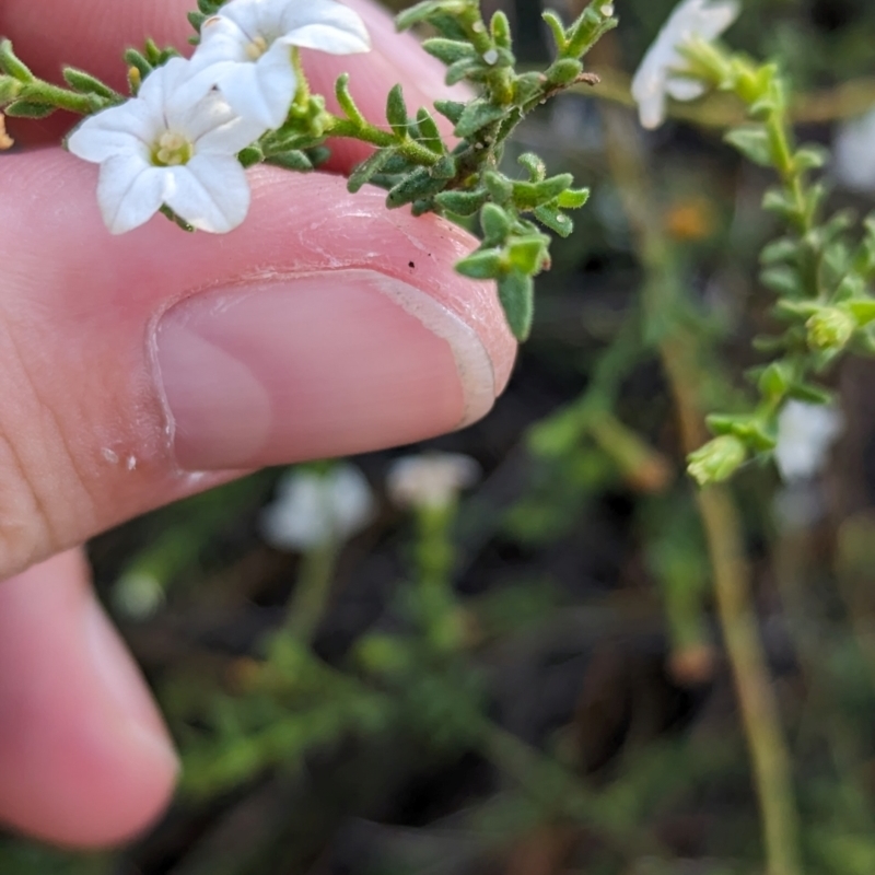 Cyphanthera myosotidea