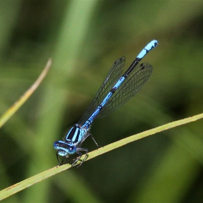 Austrocoenagrion lyelli