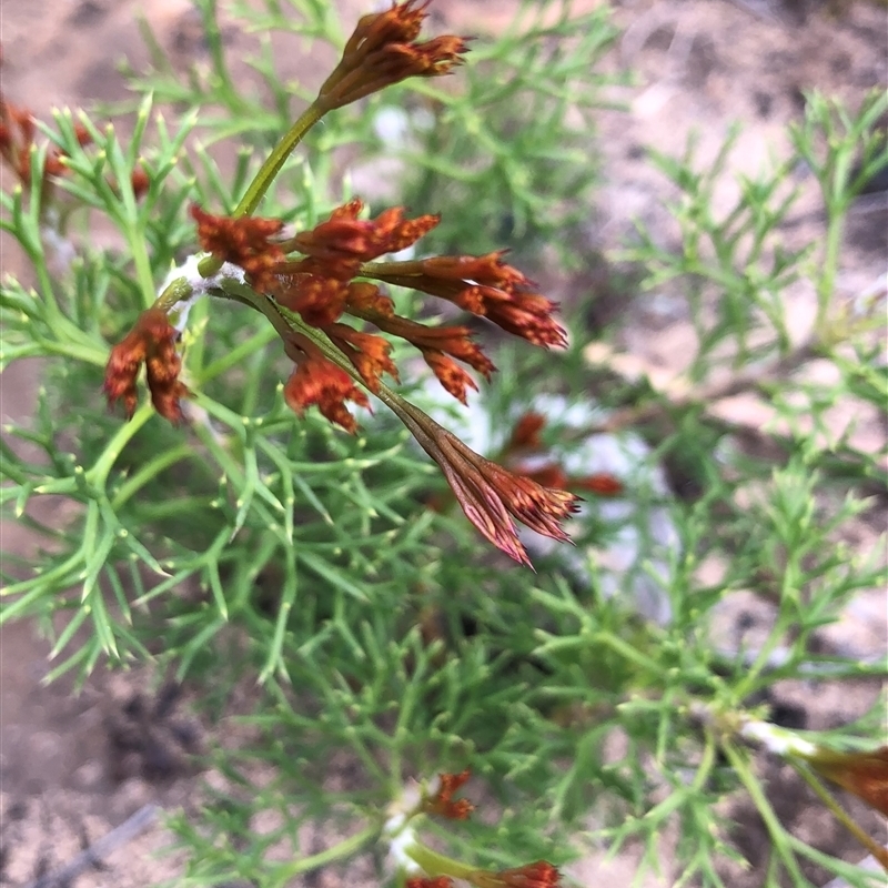 Petrophile multisecta