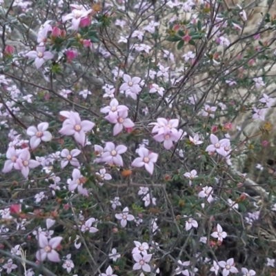 Boronia edwardsii