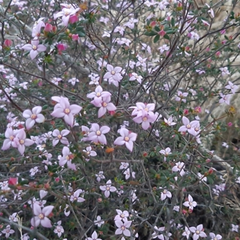 Boronia edwardsii