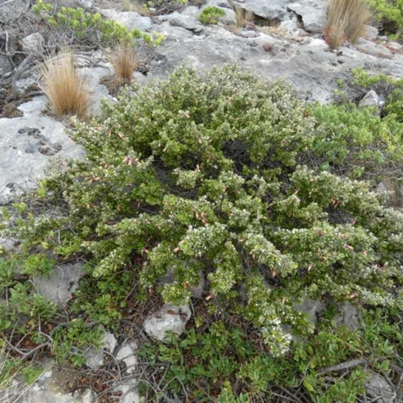 Correa backhouseana