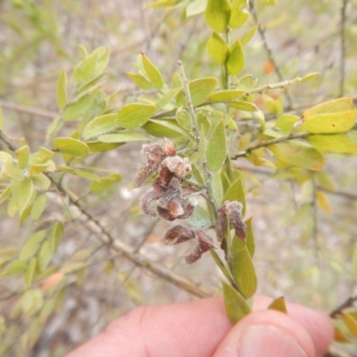 Acacia pravifolia