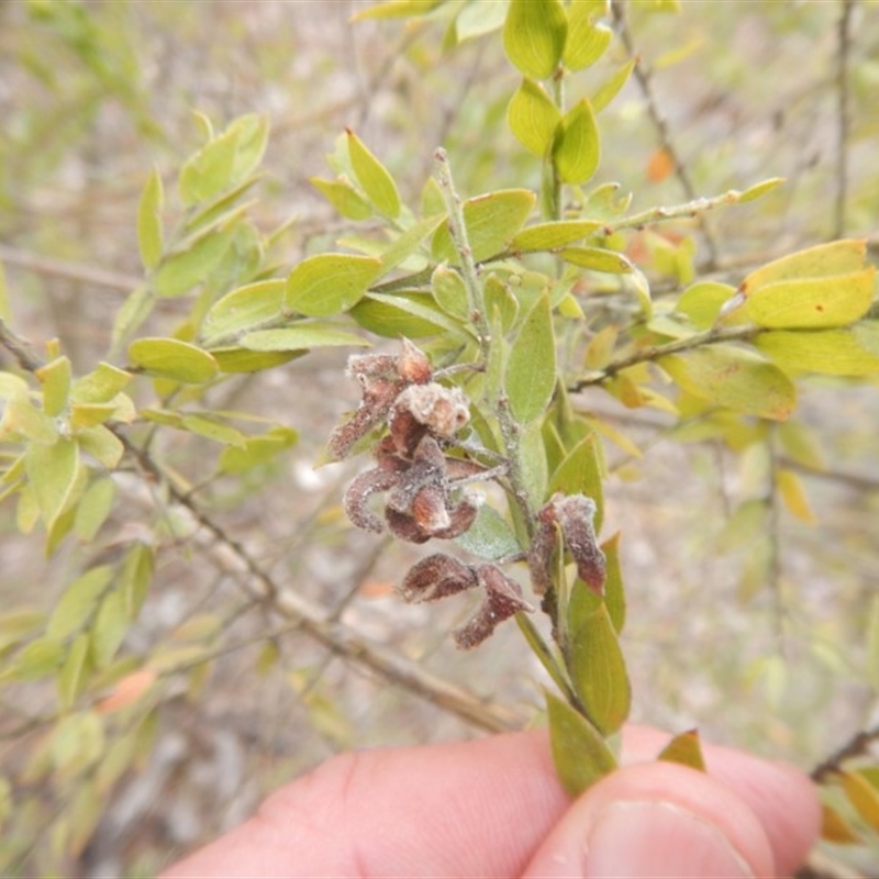 Acacia pravifolia