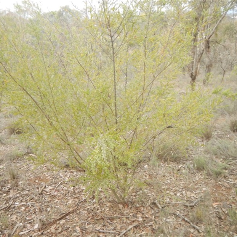 Acacia pravifolia