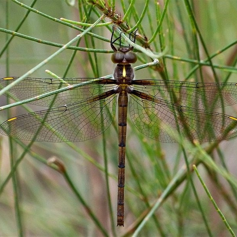 Austrocordulia refracta