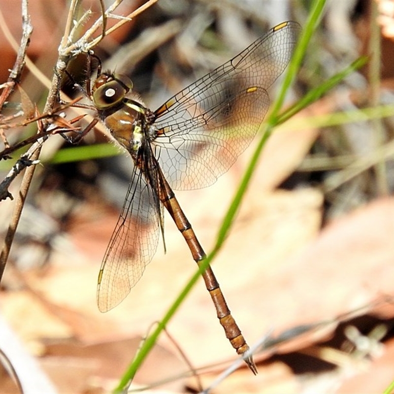 Austrocordulia refracta